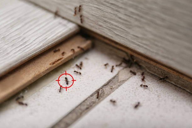 Best Bed Bug Extermination  in Monticello, IL