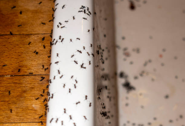 Best Pest Control for Businesses  in Monticello, IL